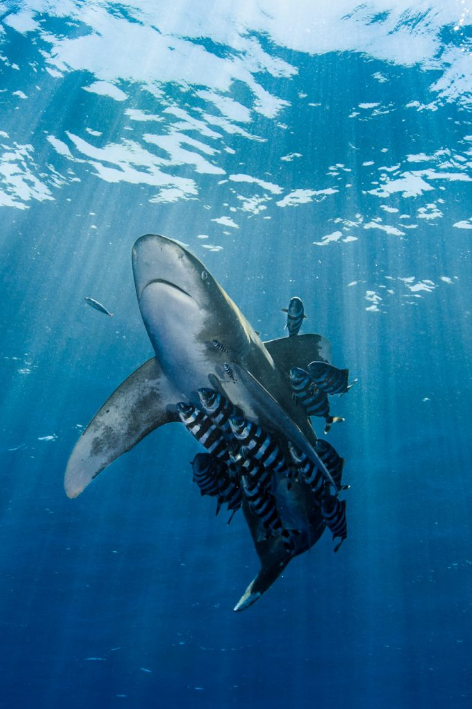 A Guide to Dive Safari: Discover the Wonders of Egypt’s Waters Scuba diving trips to Egypt and liveaboard trips